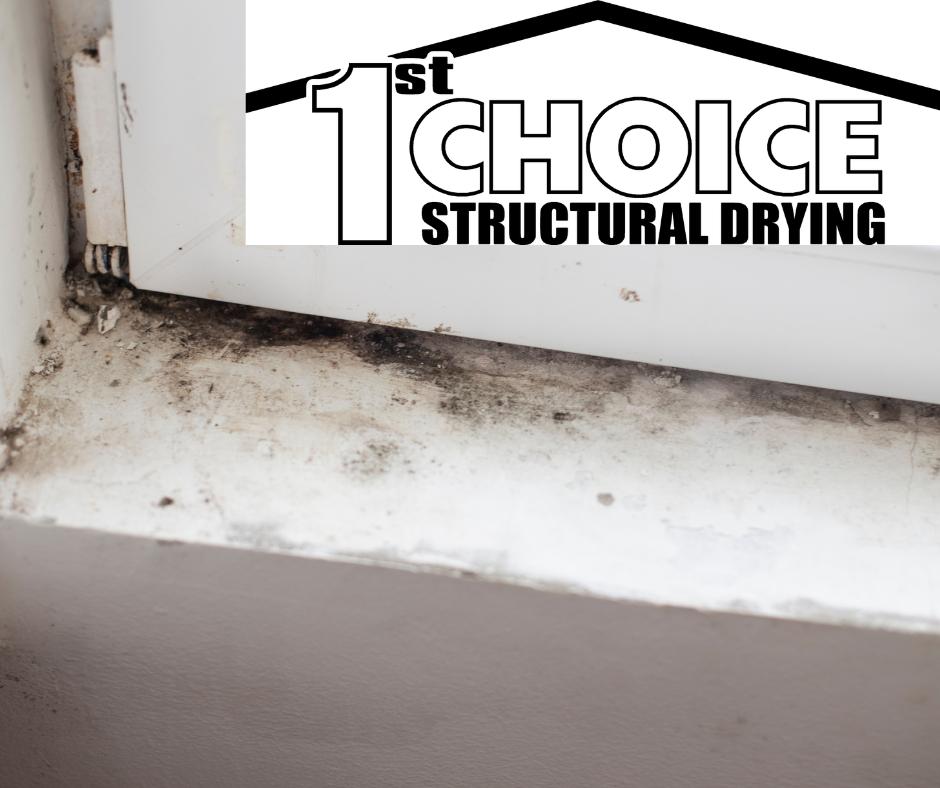 5 Signs Of Black Mold In Your Home And How To Handle It 1ST CHOICE STRUCTURAL DRYING